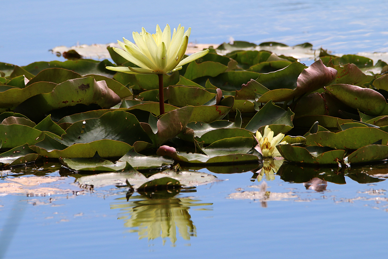 Seerose im Seespiegel