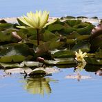 Seerose im Seespiegel