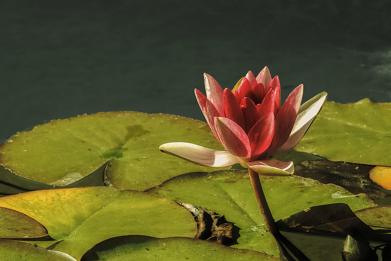 Seerose im Sonnenlicht