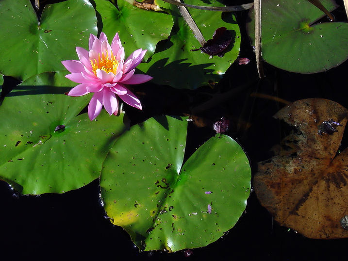 Seerose im Spätsommer