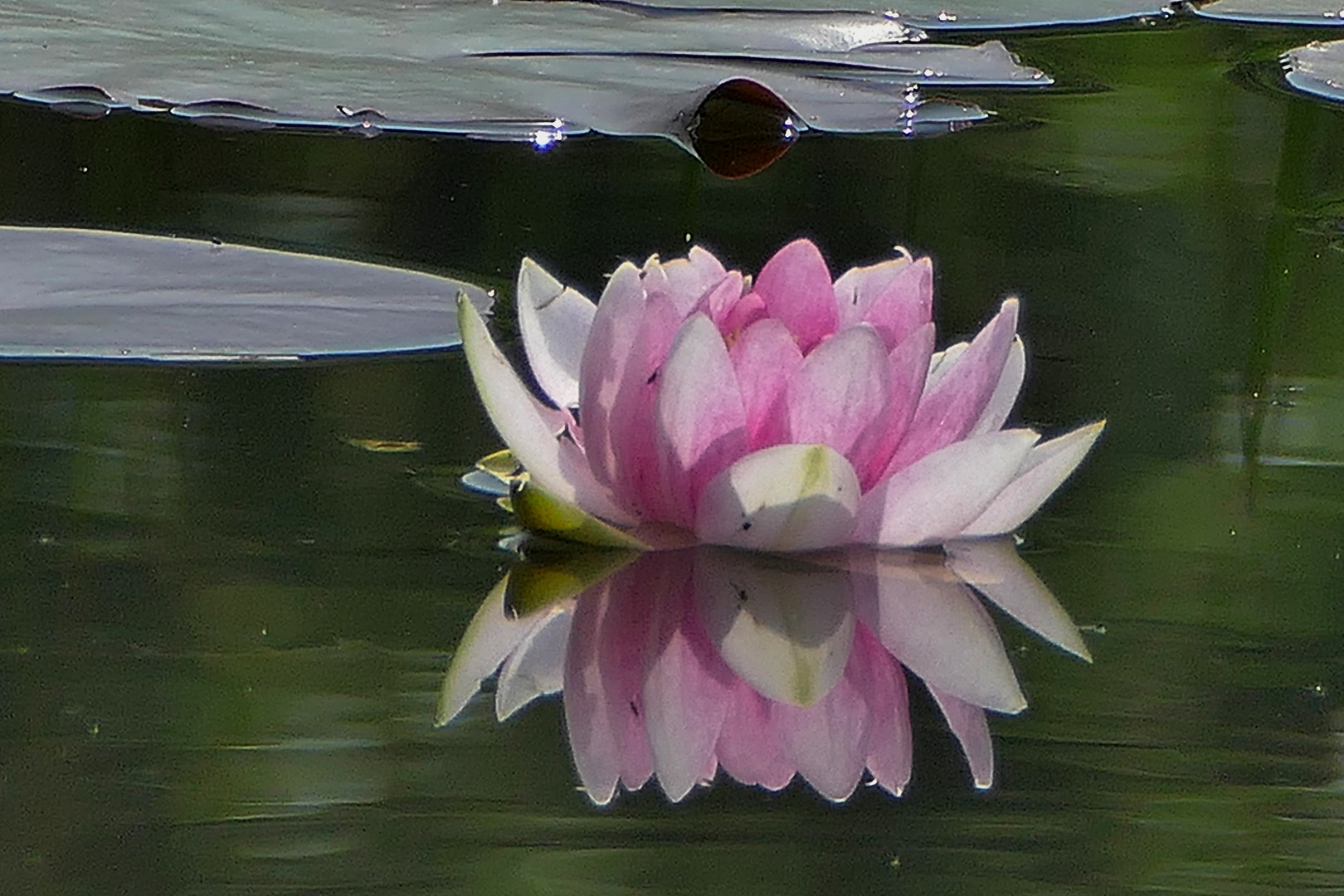 Seerose im Spiegel