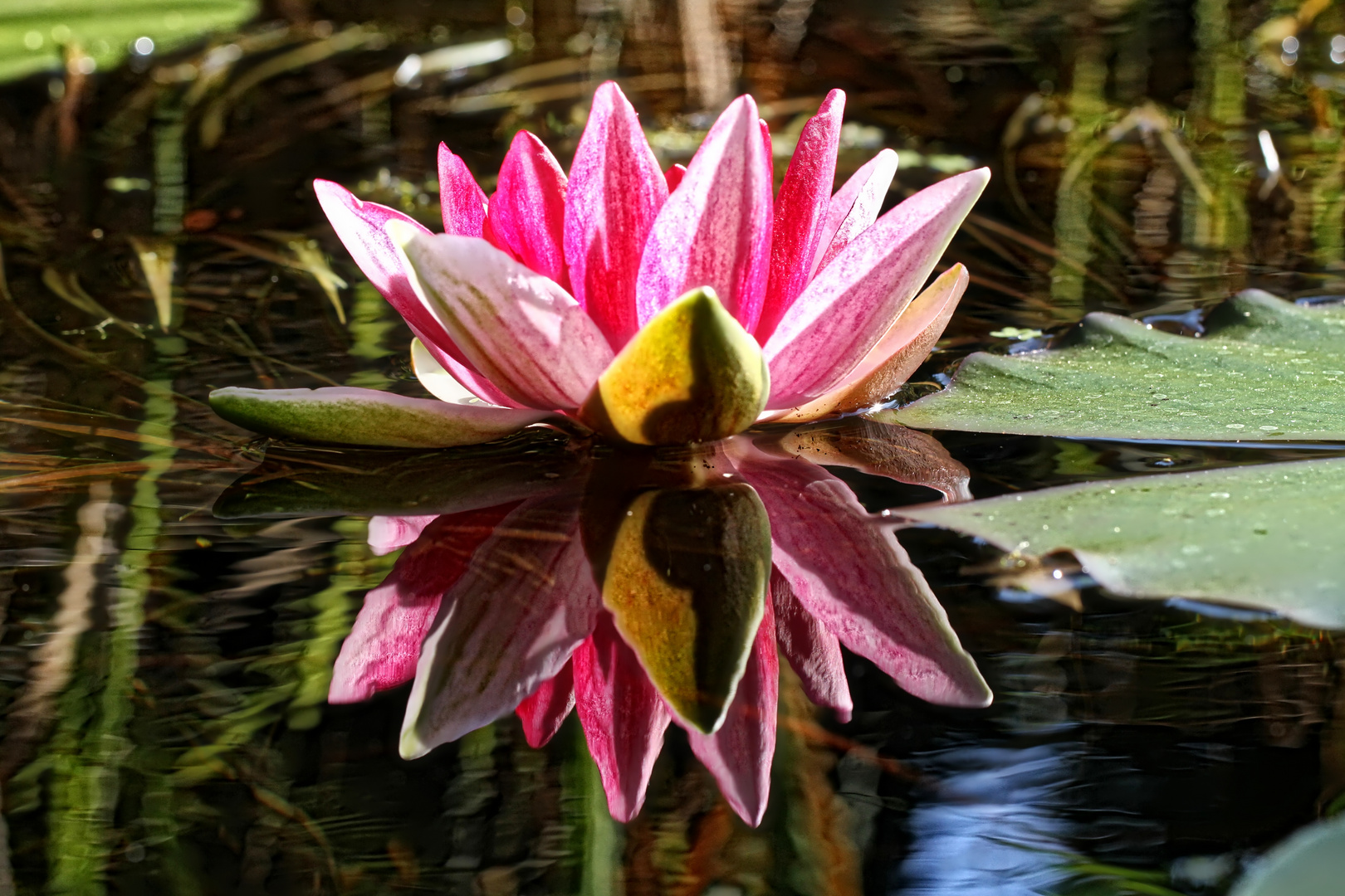 Seerose im Spiegel