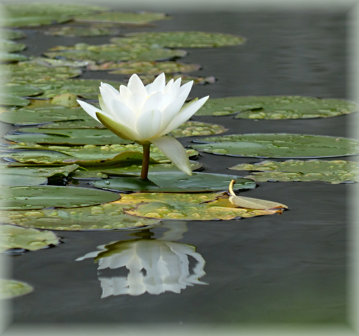 Seerose  im Spiegel