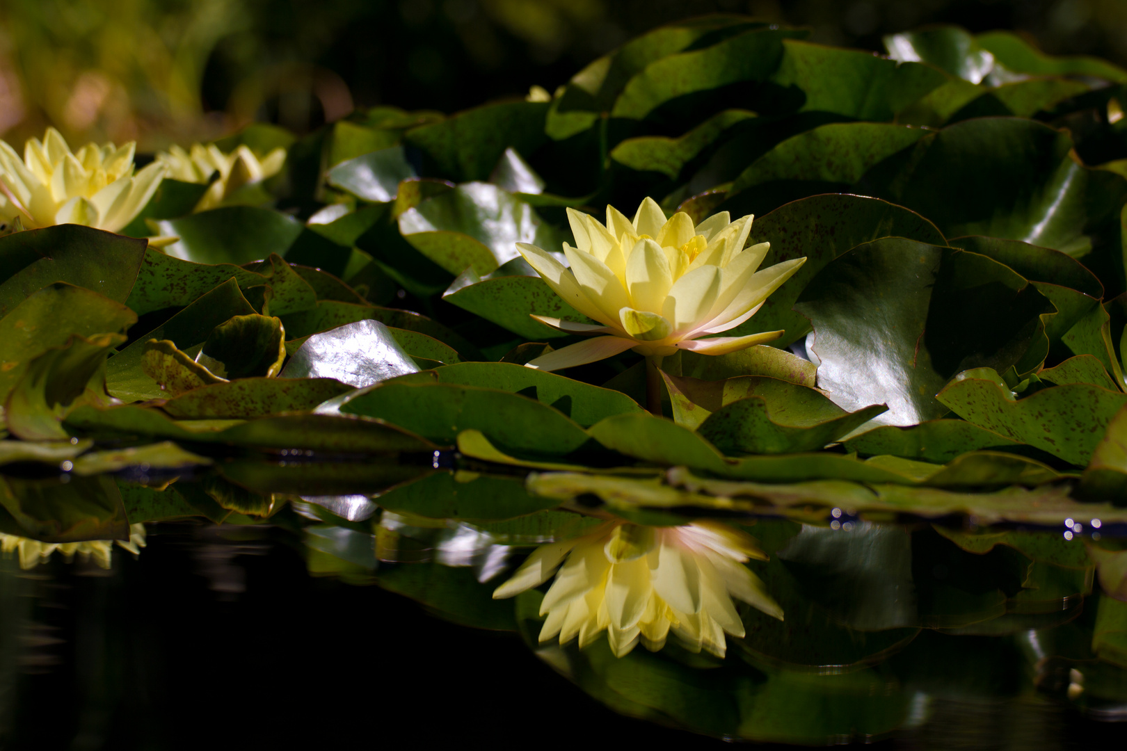 Seerose im Spiegel