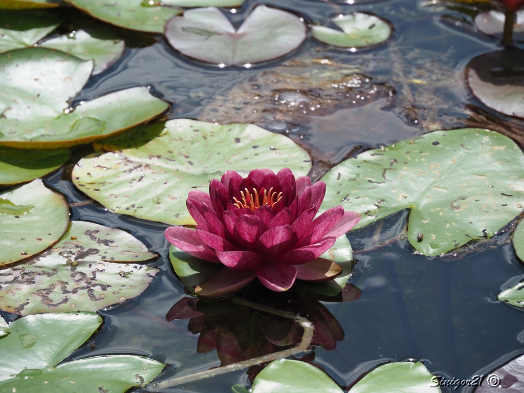 Seerose im Stadtgarten