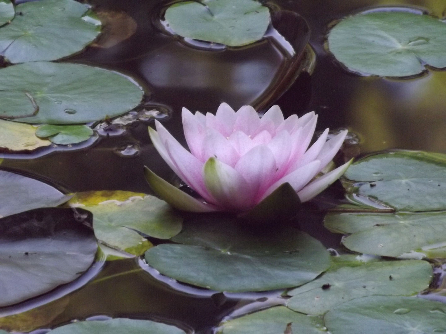 Seerose im Stadtwaldteich