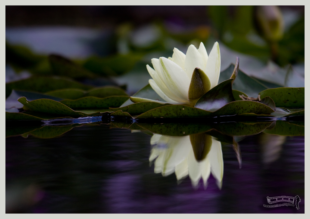 Seerose im Teich