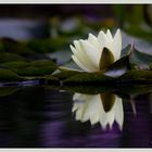 Seerose im Teich