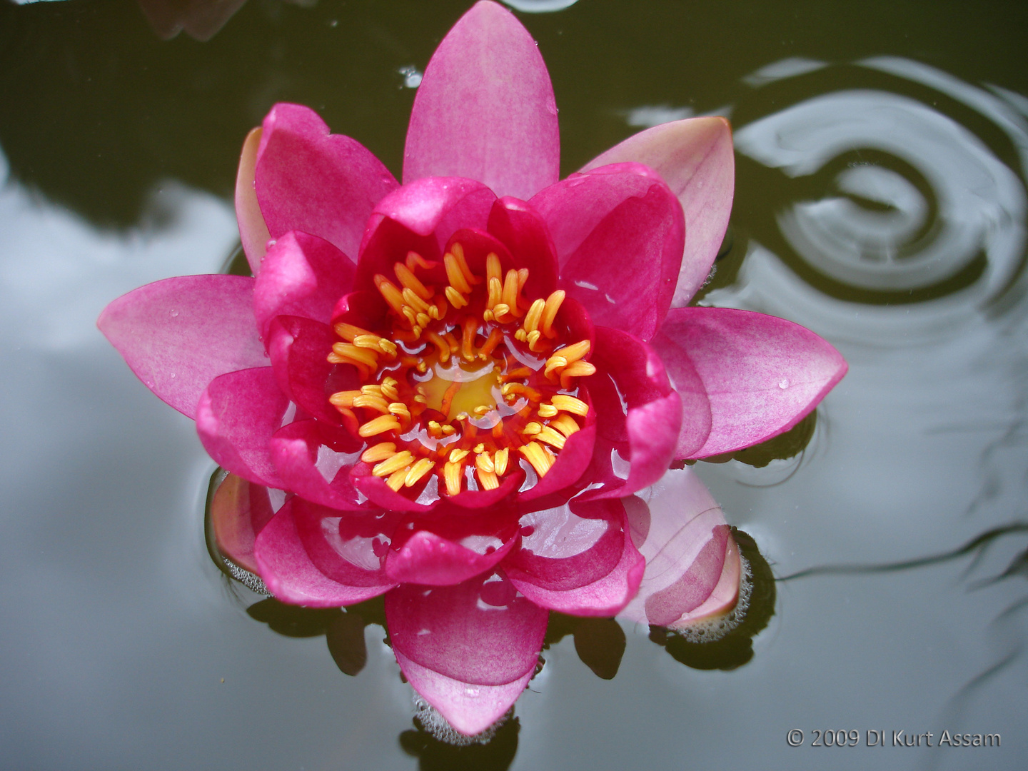 Seerose im Teich