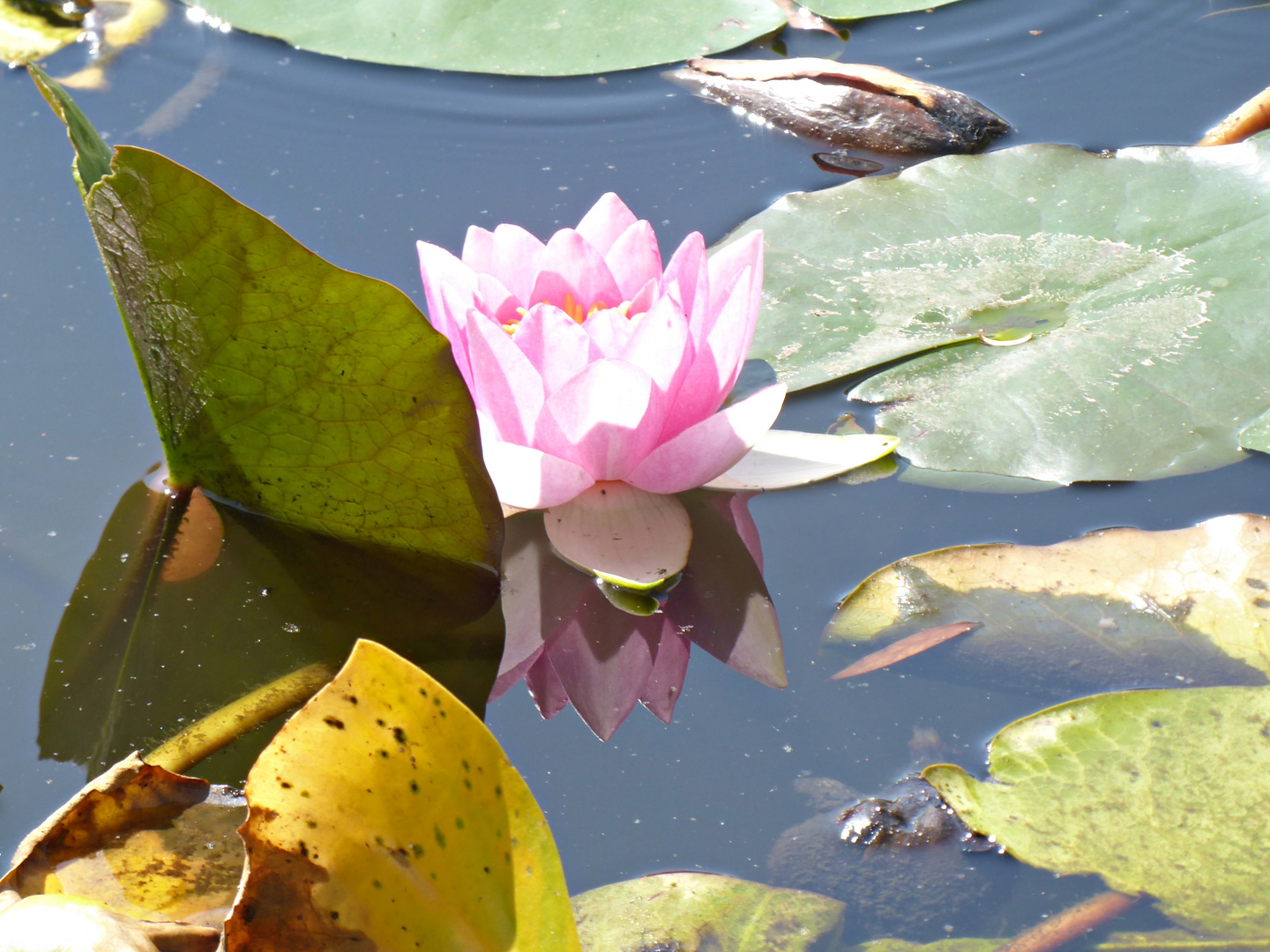 Seerose im Teich