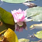 Seerose im Teich