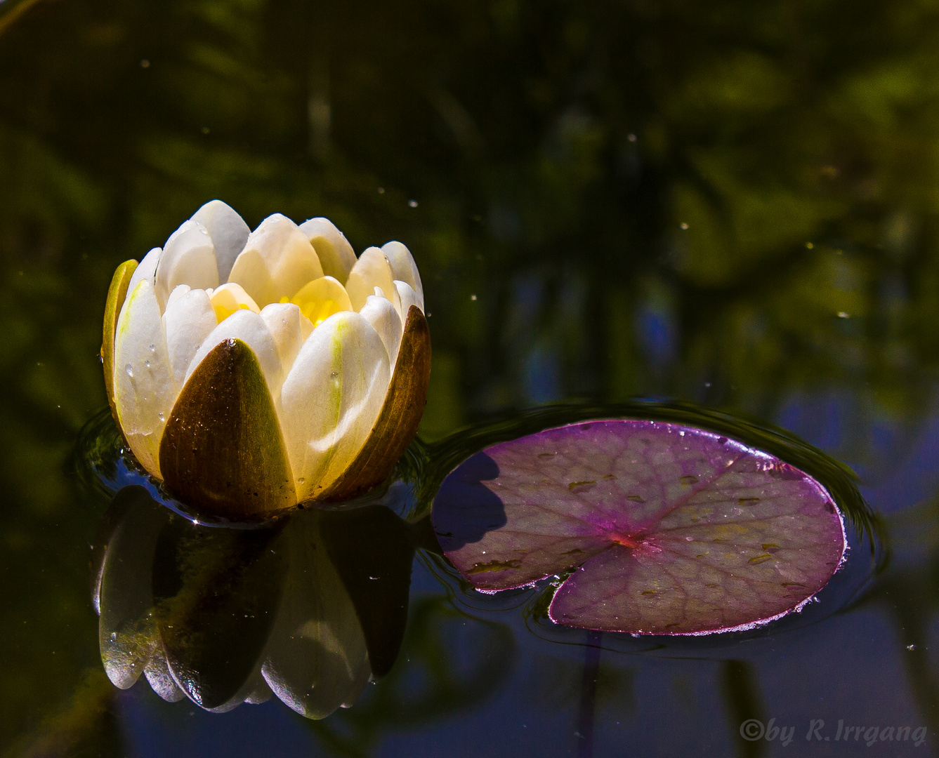 Seerose im teich