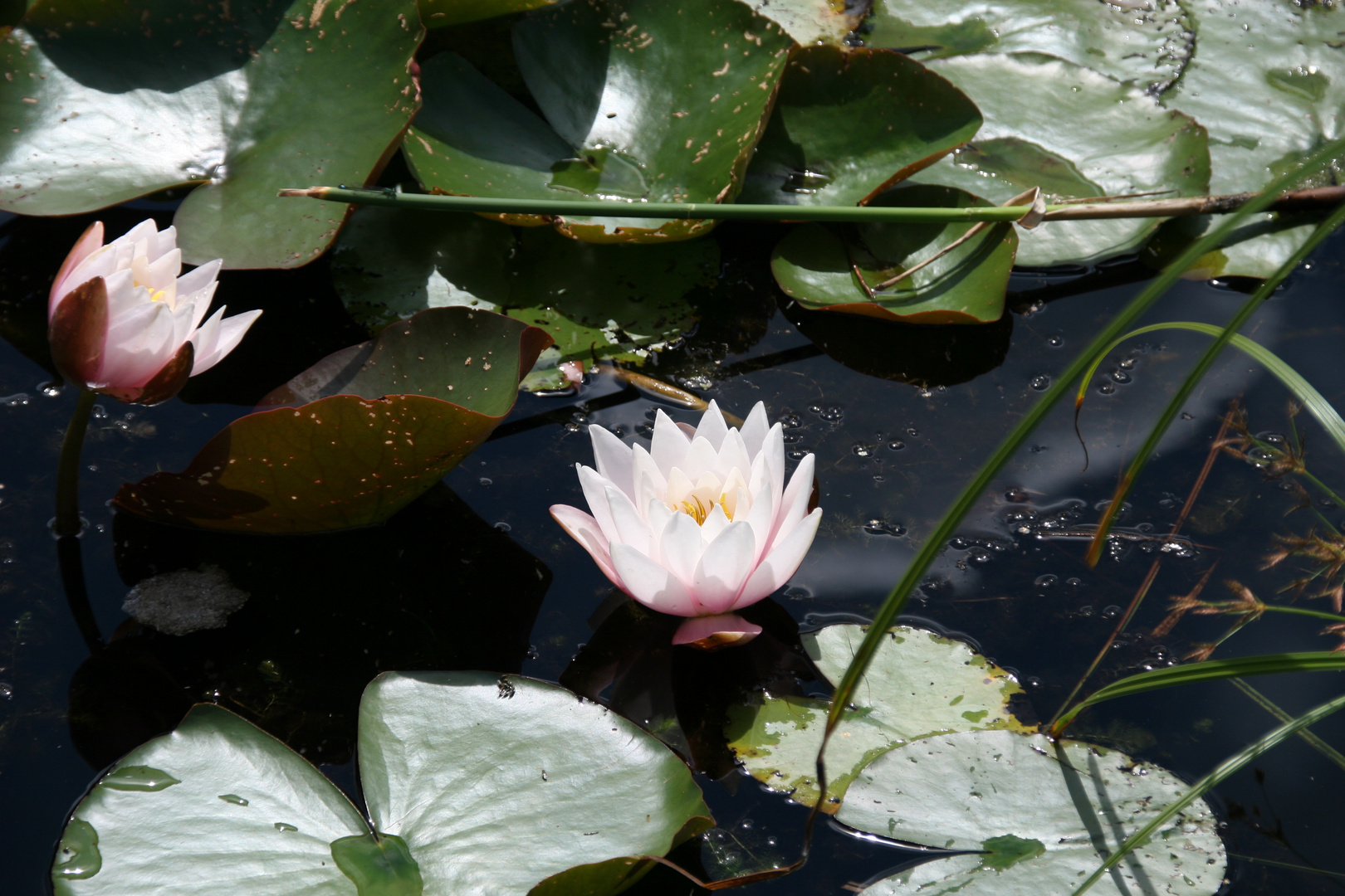 Seerose im Teich