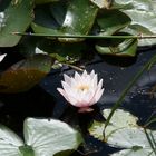 Seerose im Teich