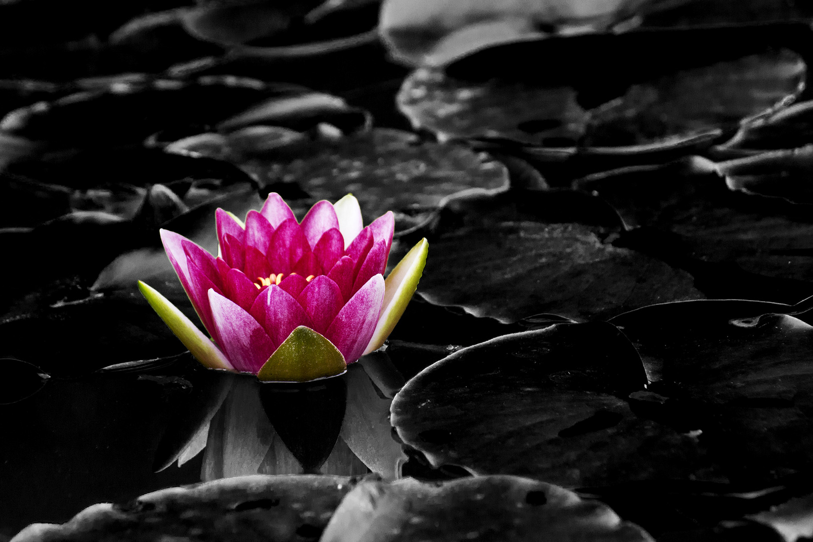 Seerose im Teich Foto & Bild pflanzen, pilze & flechten, blüten