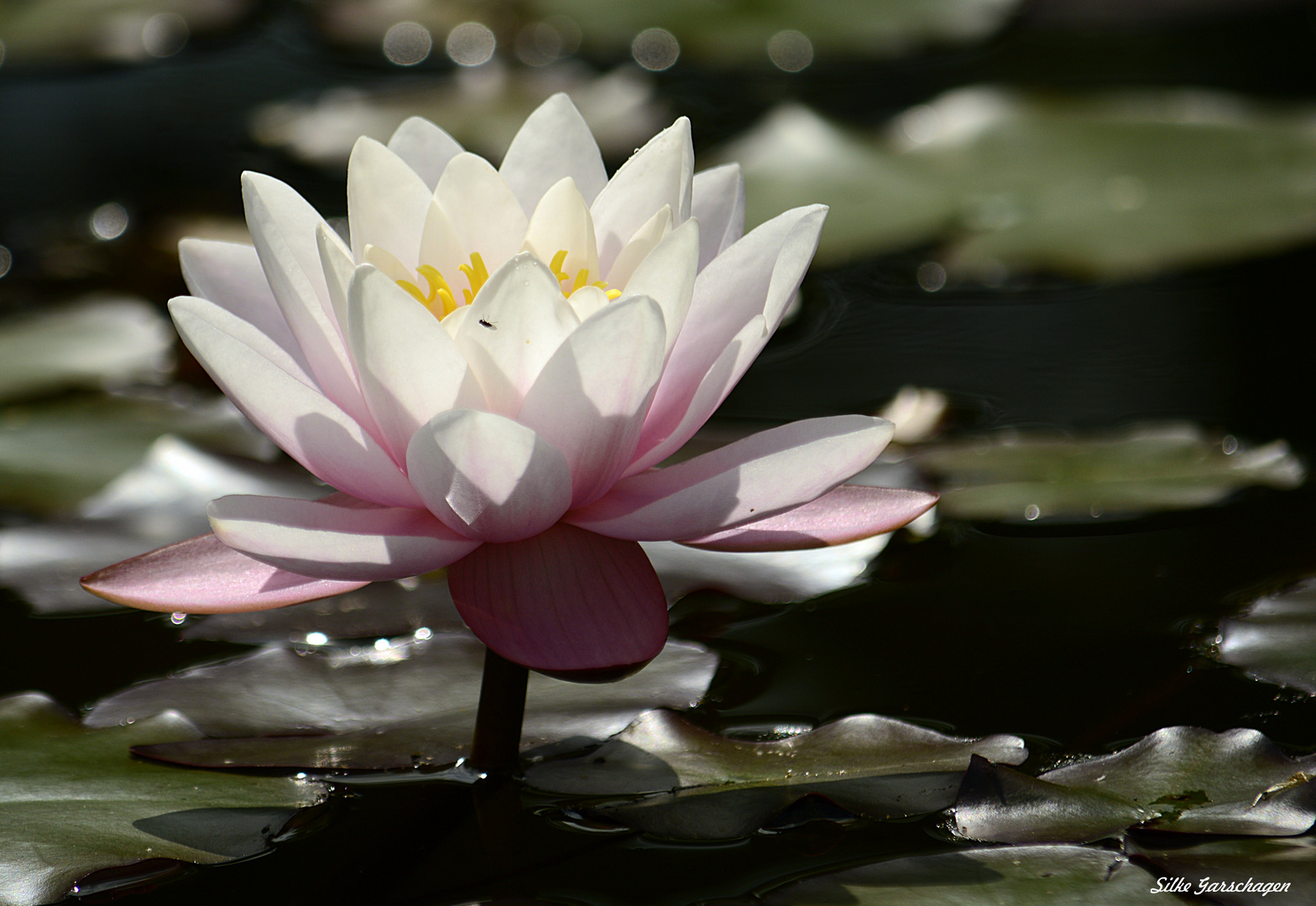 Seerose im Teich