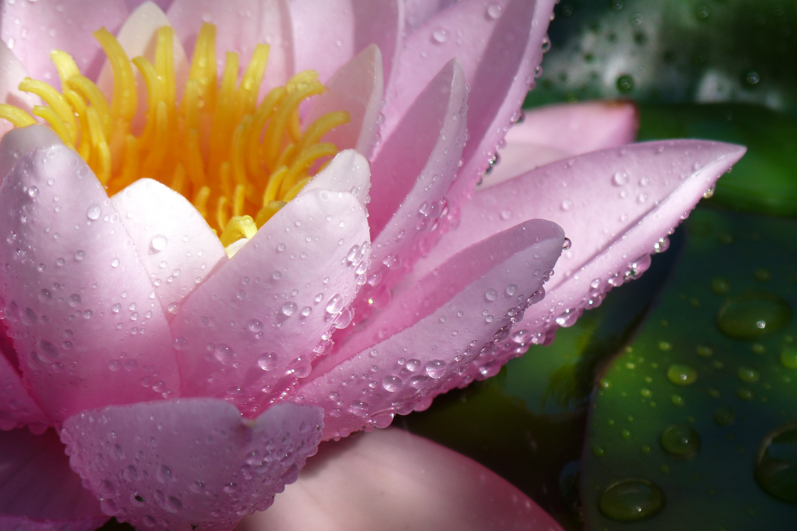 Seerose im Teich