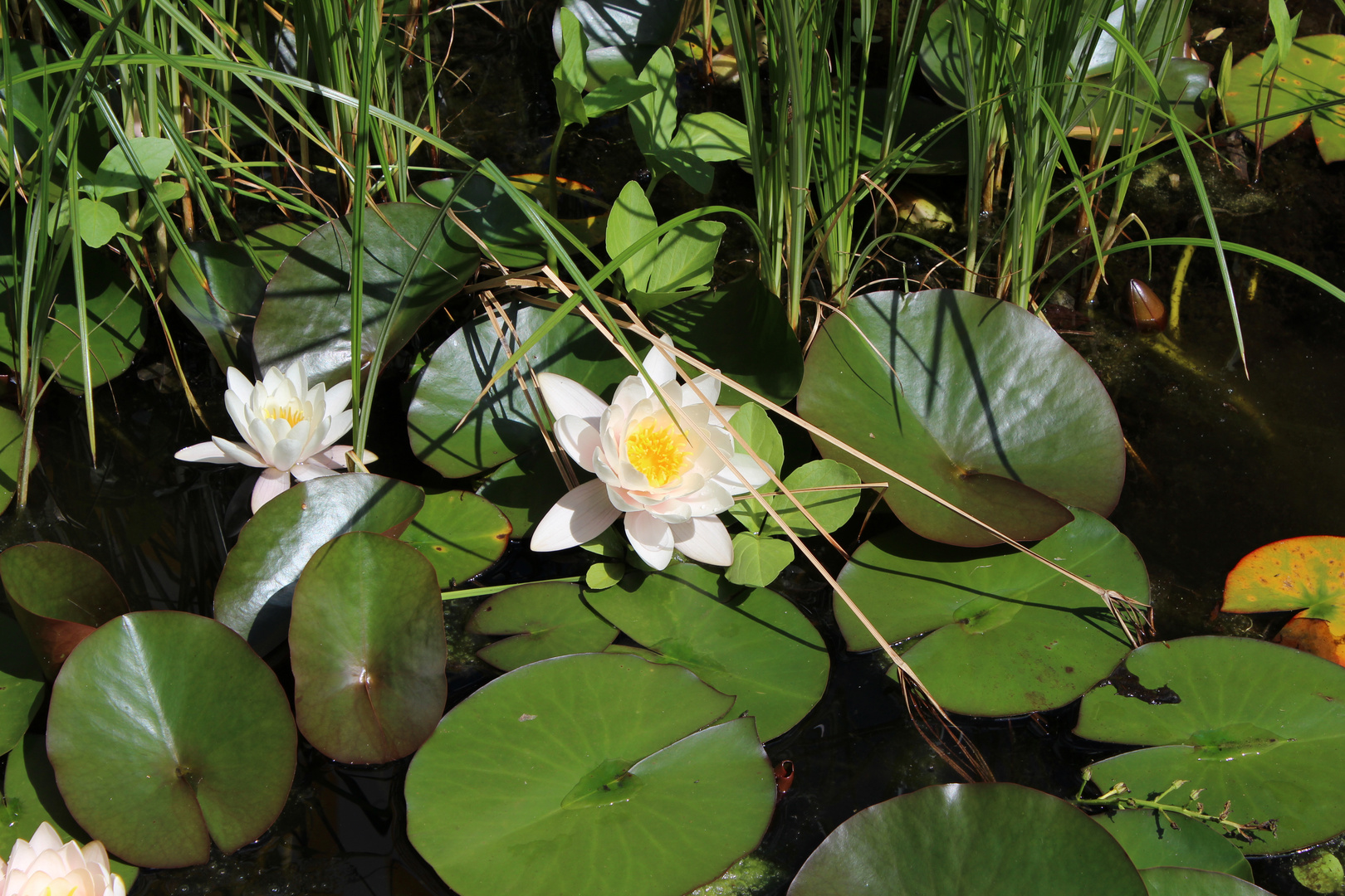 Seerose im Teich Foto & Bild pflanzen, pilze & flechten, blüten