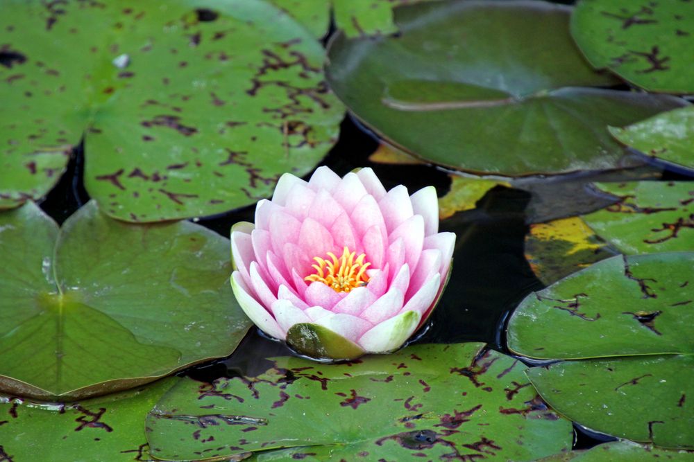 Seerose im Teich auf der Insel Mainau am Bodensee Foto & Bild
