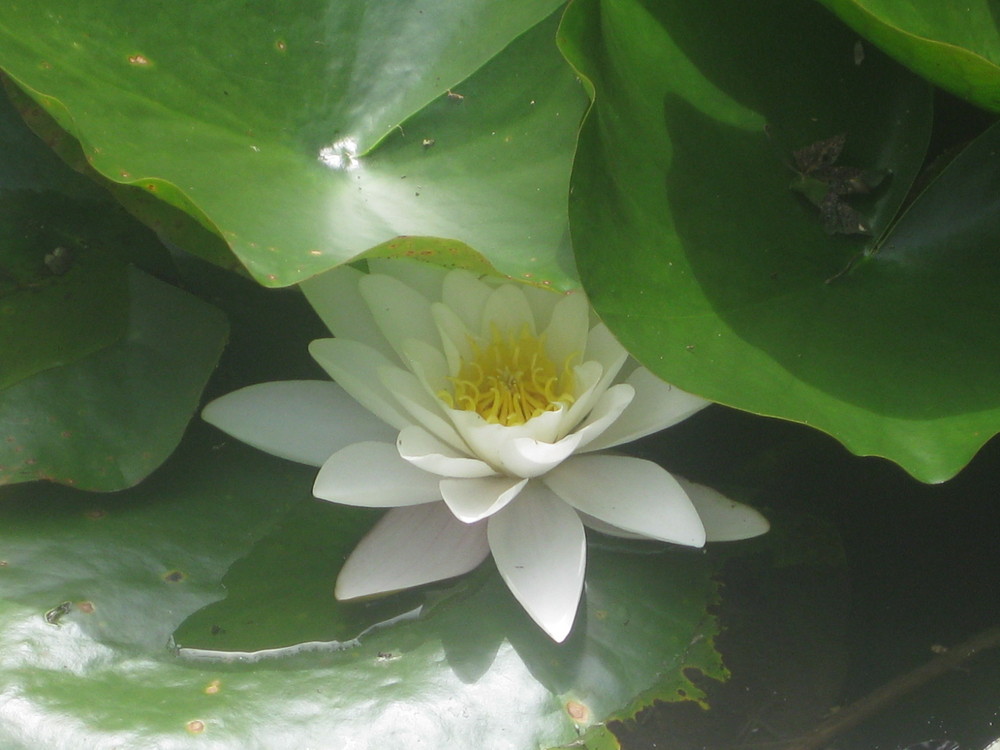 Seerose im Teich