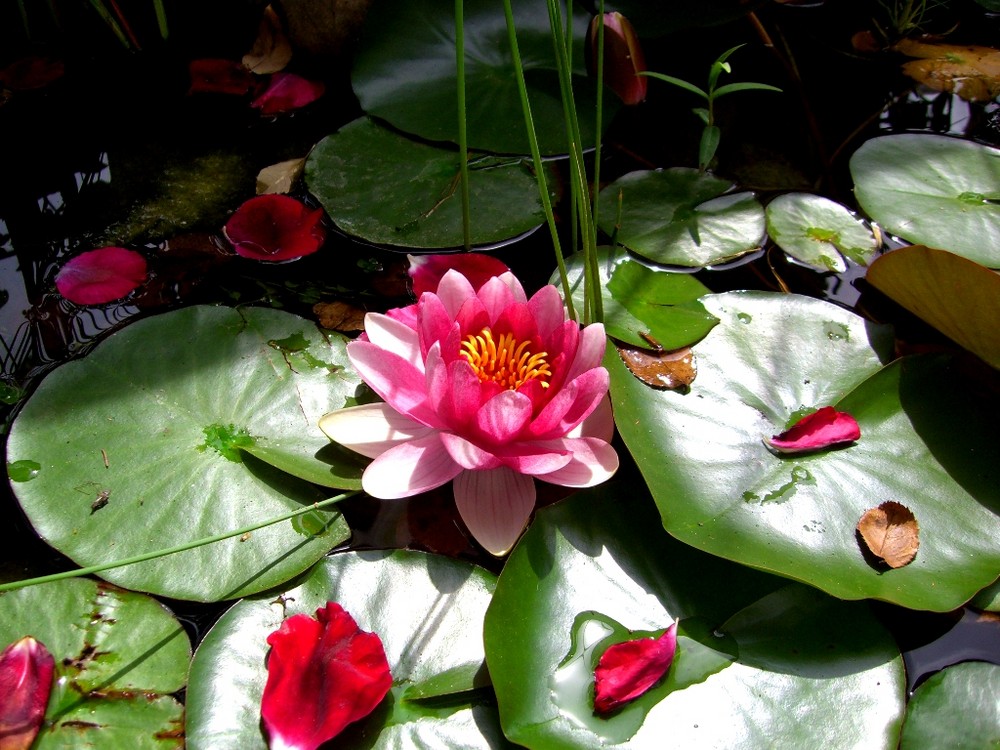 Seerose im Teich