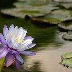 Seerose im Teich der Wilhelma.