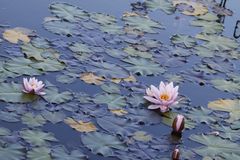 Seerose im Teich