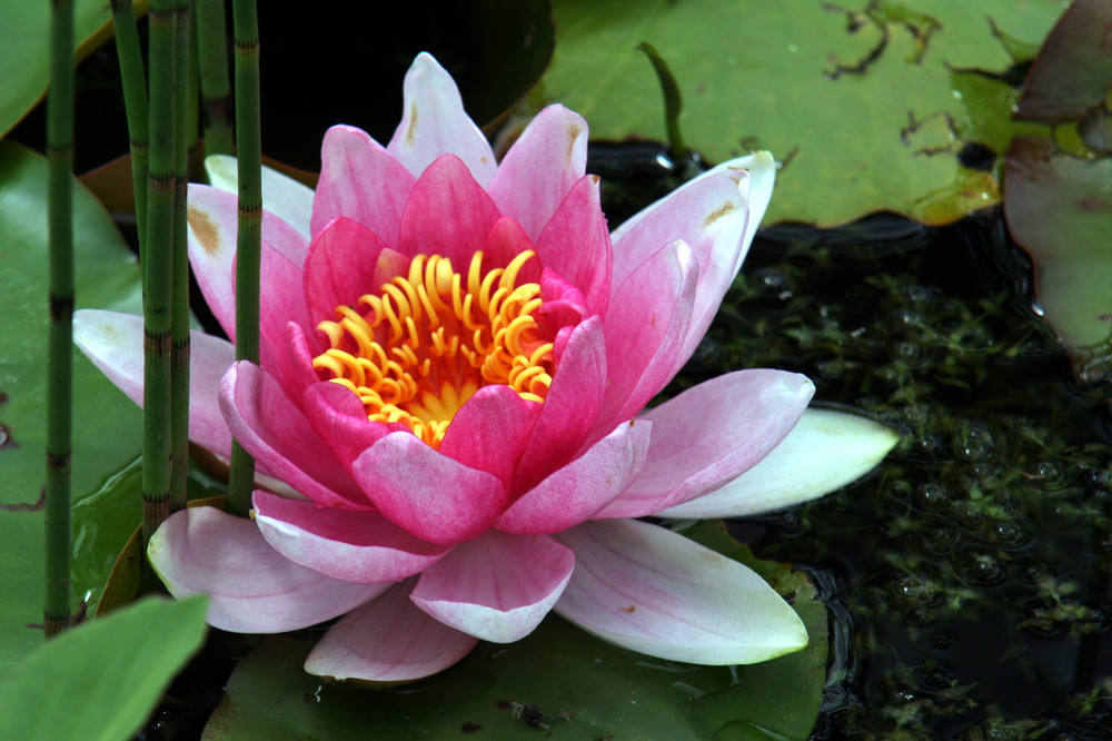 Seerose im Teich Foto & Bild pflanzen, pilze & flechten, blüten