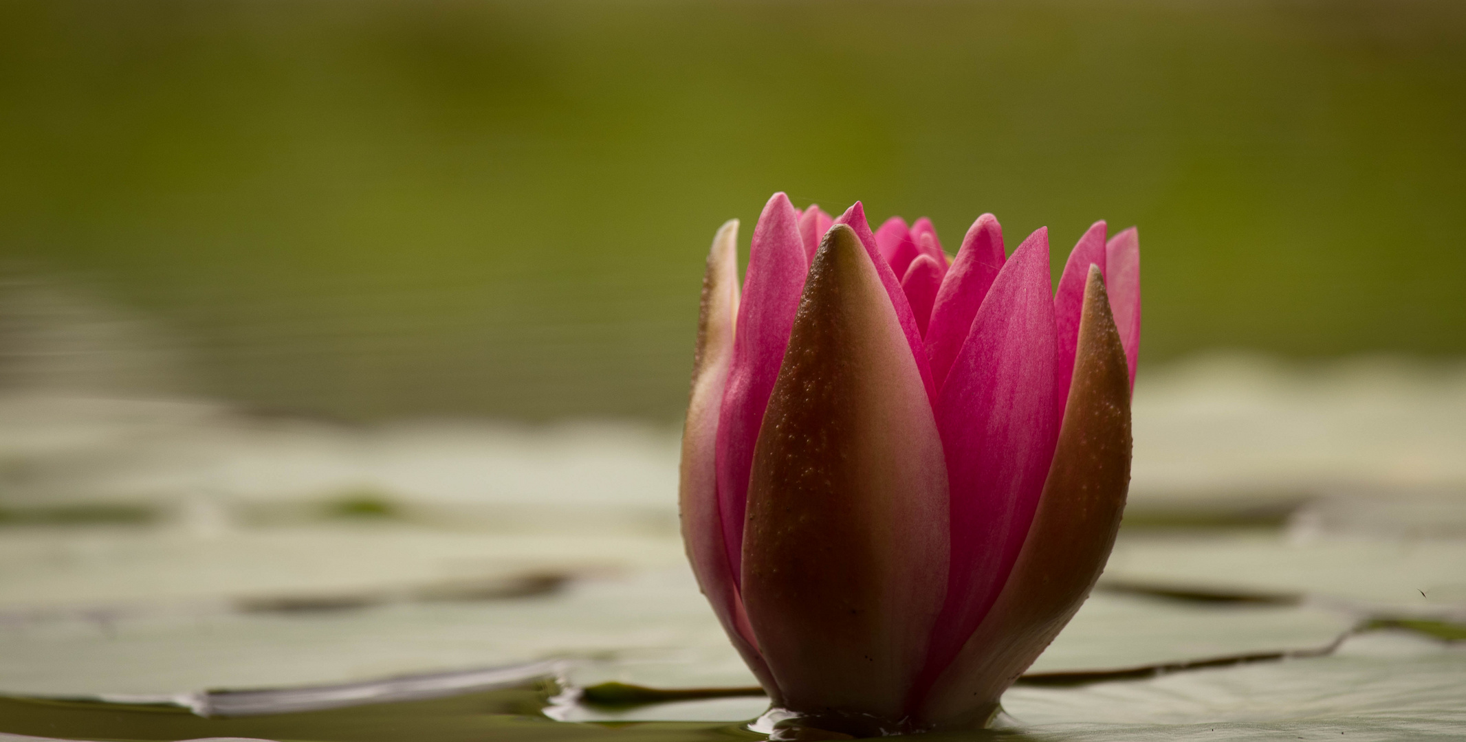 Seerose im Teich