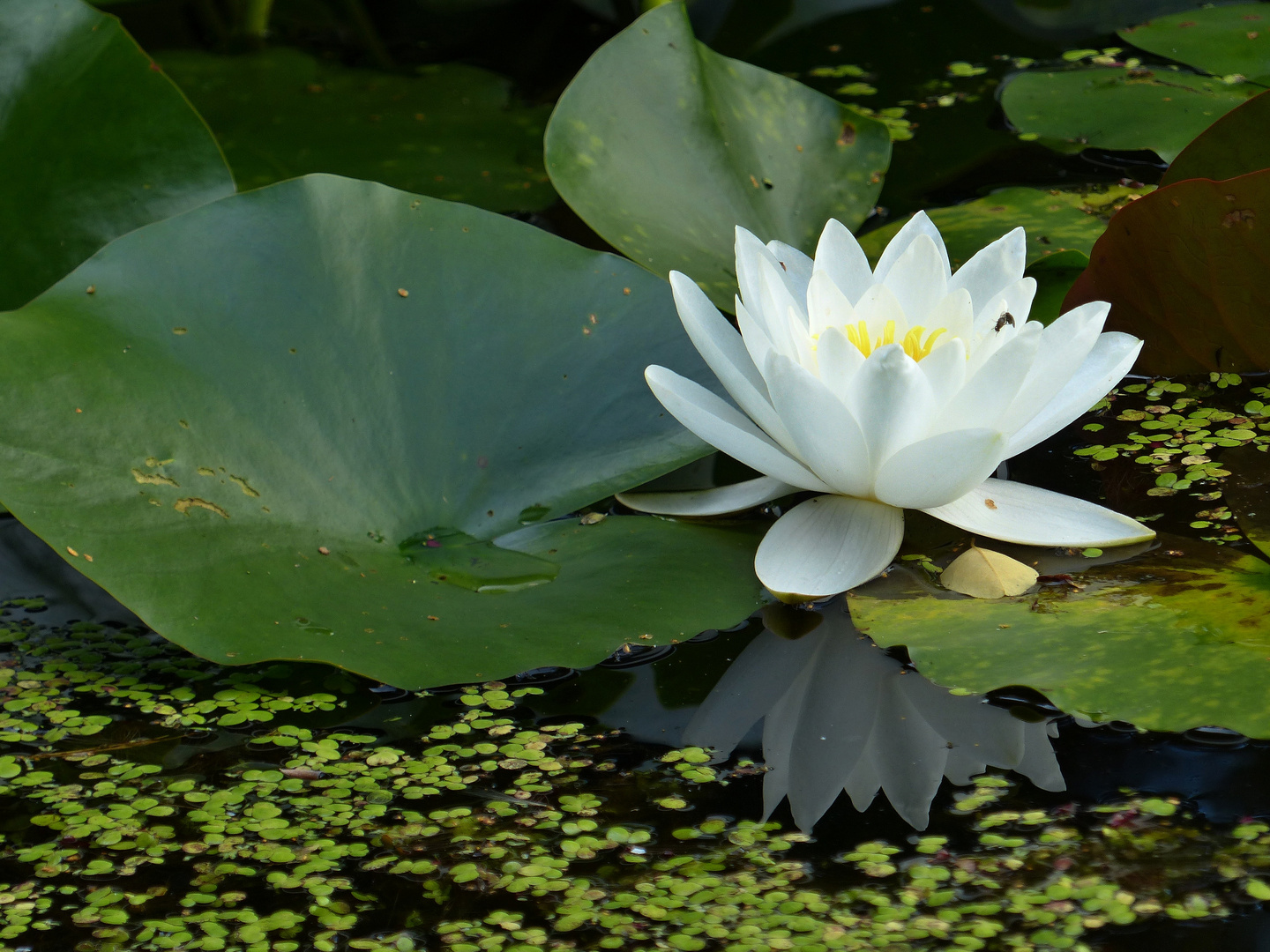 Seerose im Teichspiegel