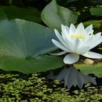 Seerose im Teichspiegel