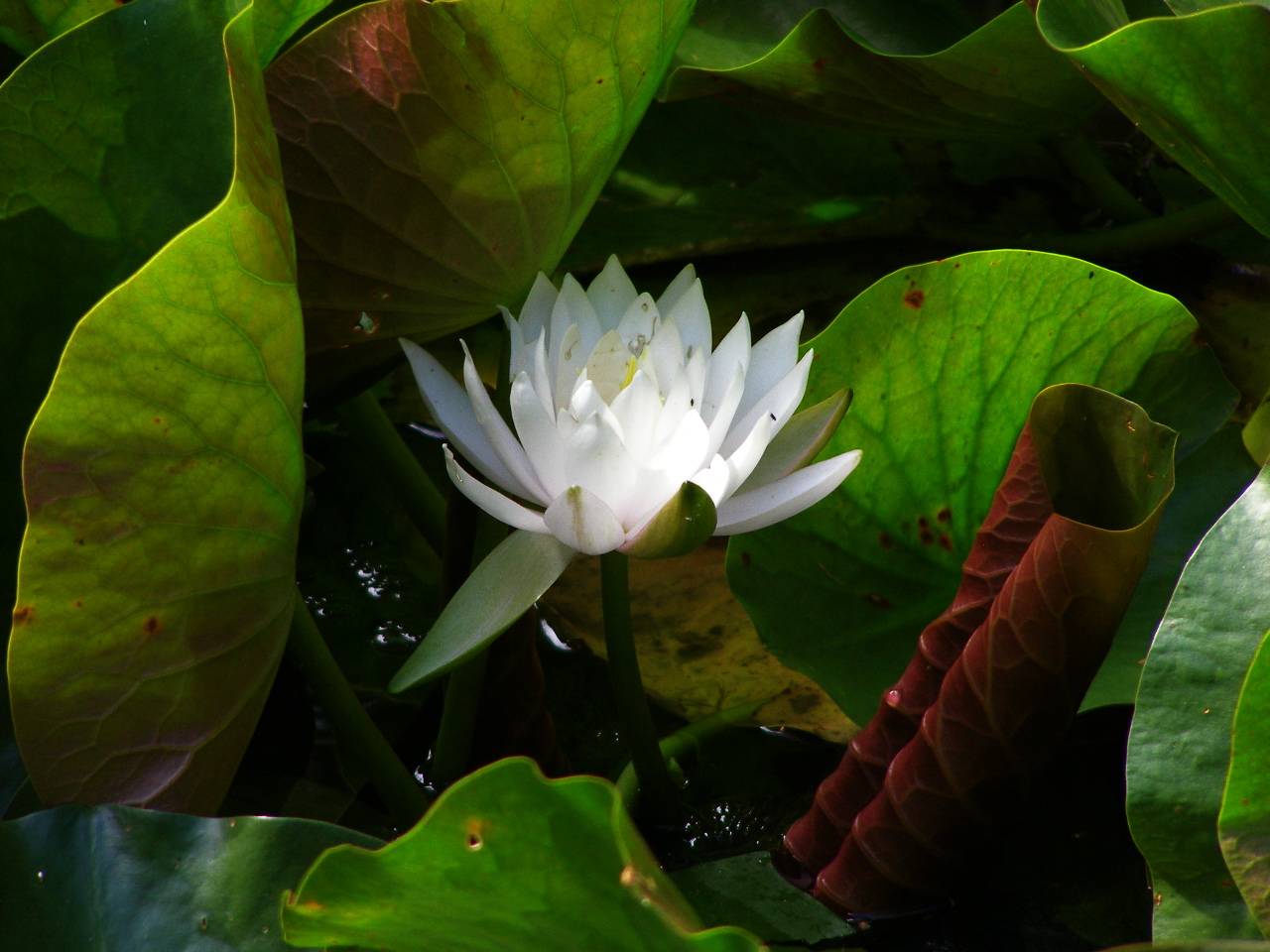 Seerose im Tümpel