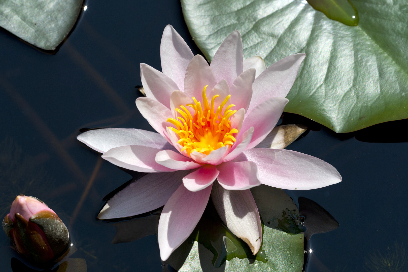 Seerose im Weiher