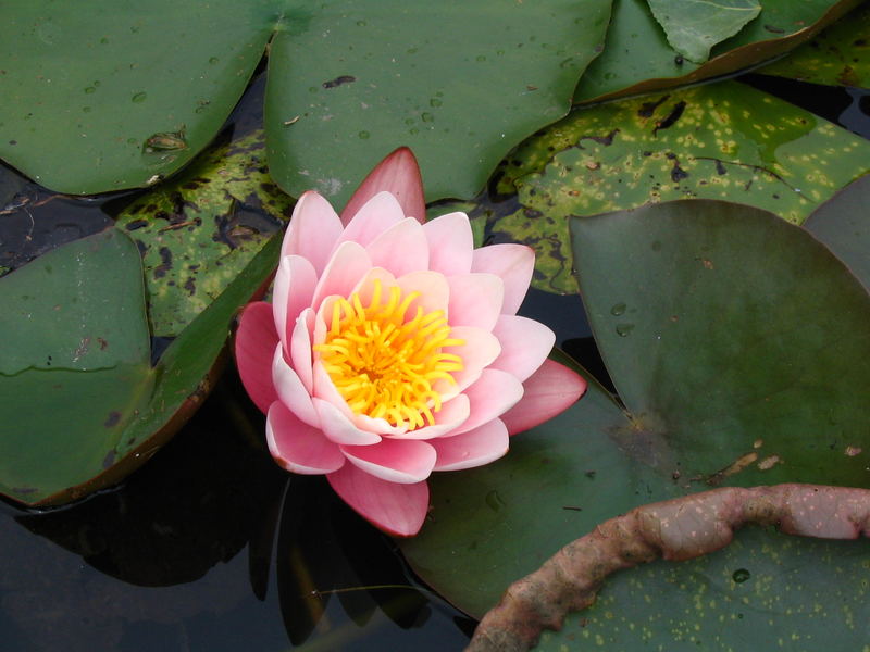 Seerose im Wörlitzer Park