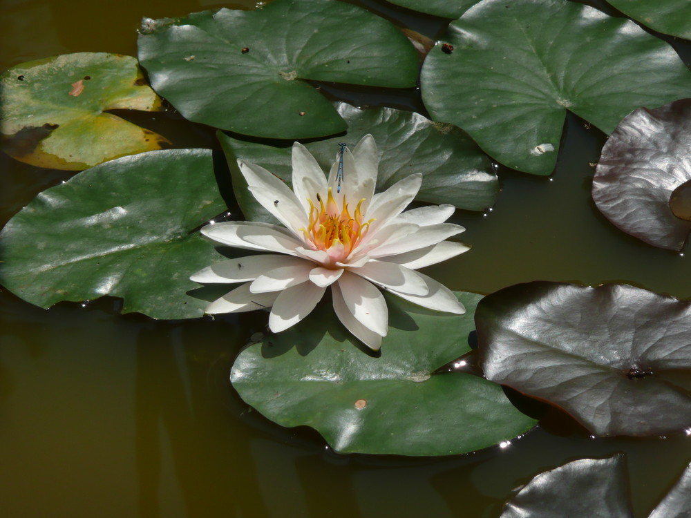 Seerose in Biotop auf dem Hechenberg