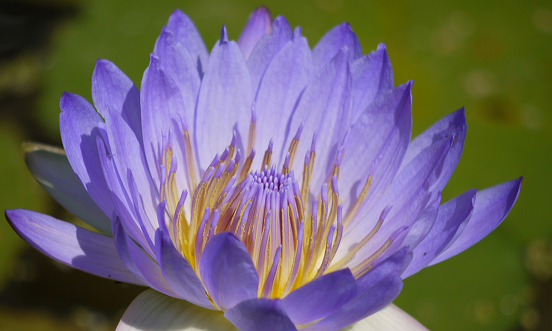 - Seerose in blau -