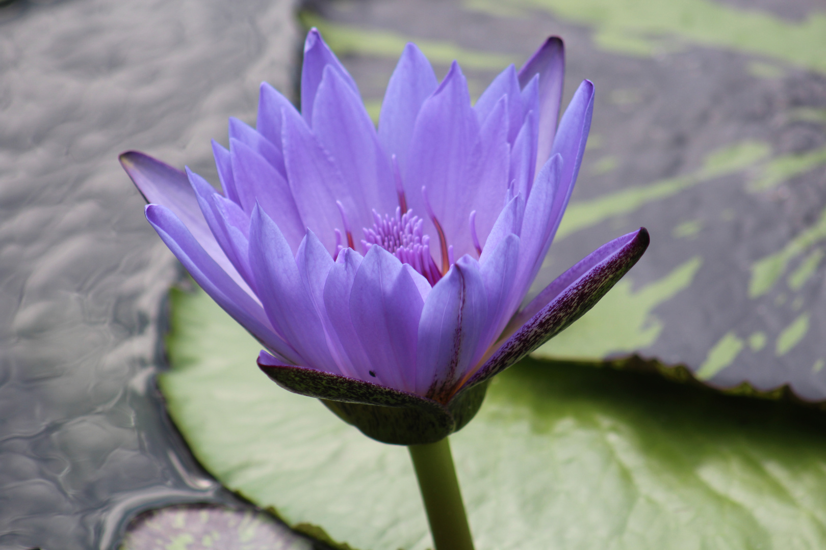 Seerose in blau