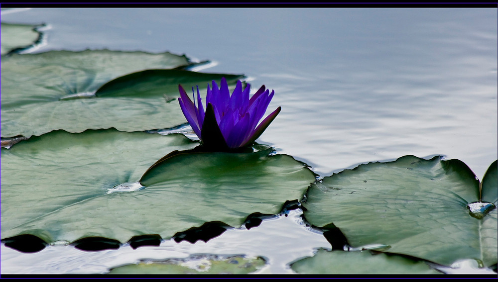 Seerose in blau