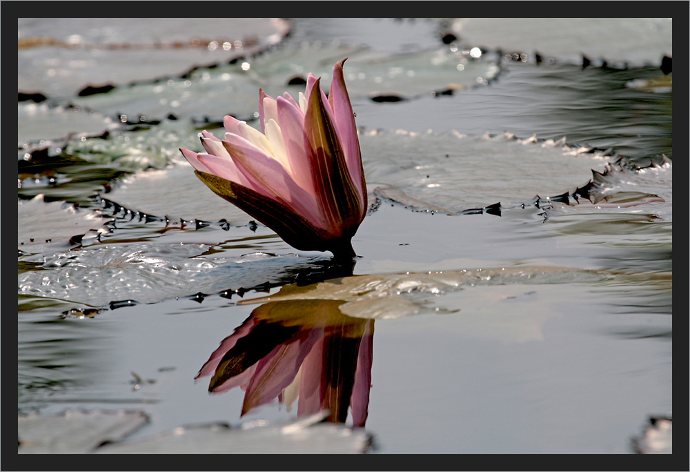 Seerose in den Backwaters