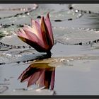 Seerose in den Backwaters