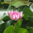 Seerose in der Lüneburger Heide