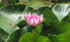 Seerose in der Lüneburger Heide