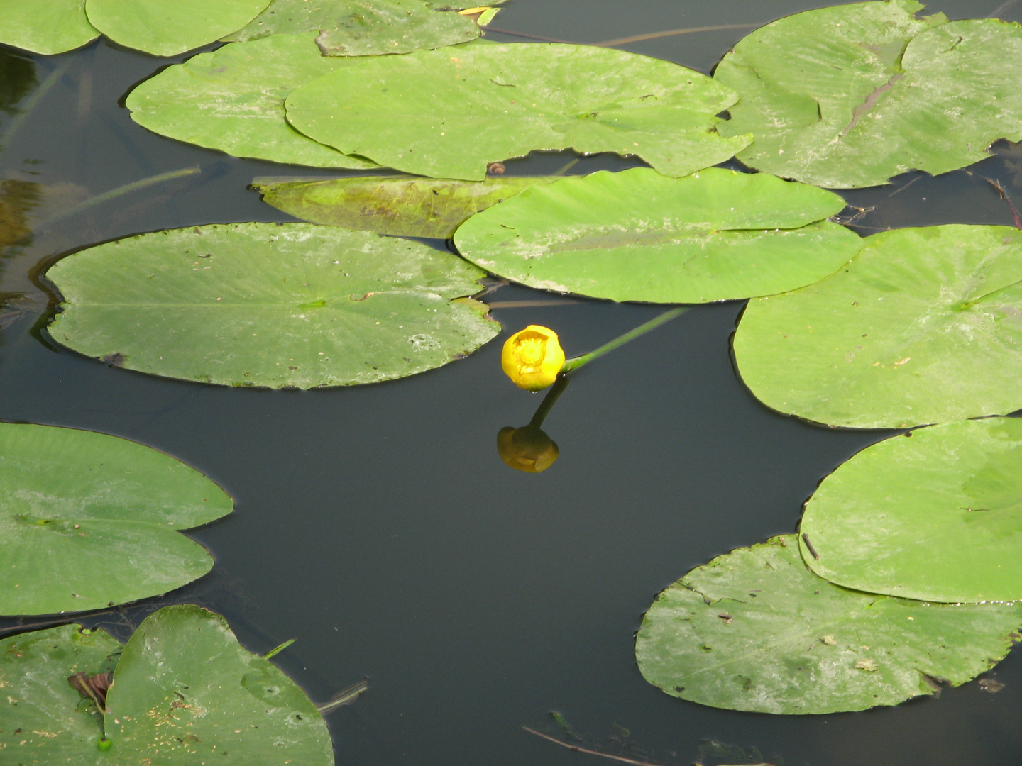 Seerose in der Saar