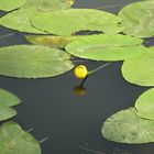 Seerose in der Saar