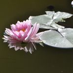 Seerose in Frankfurt im Teich neben Heilig-Geist-Hospital