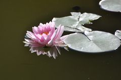 Seerose in Frankfurt im Teich neben Heilig-Geist-Hospital