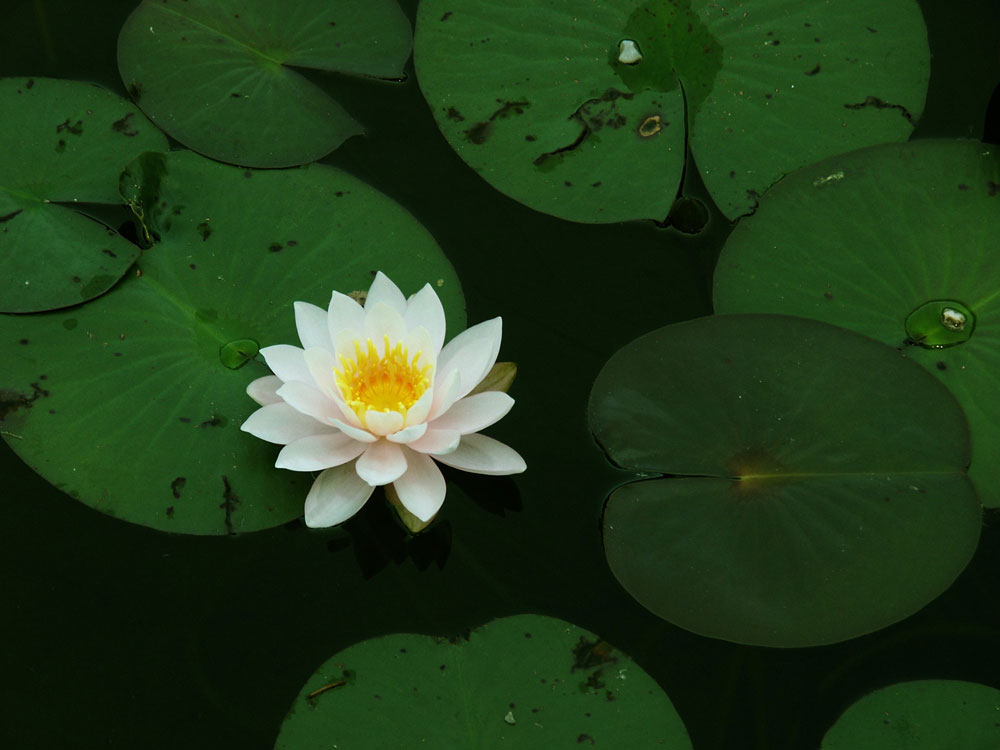 Seerose in Grün