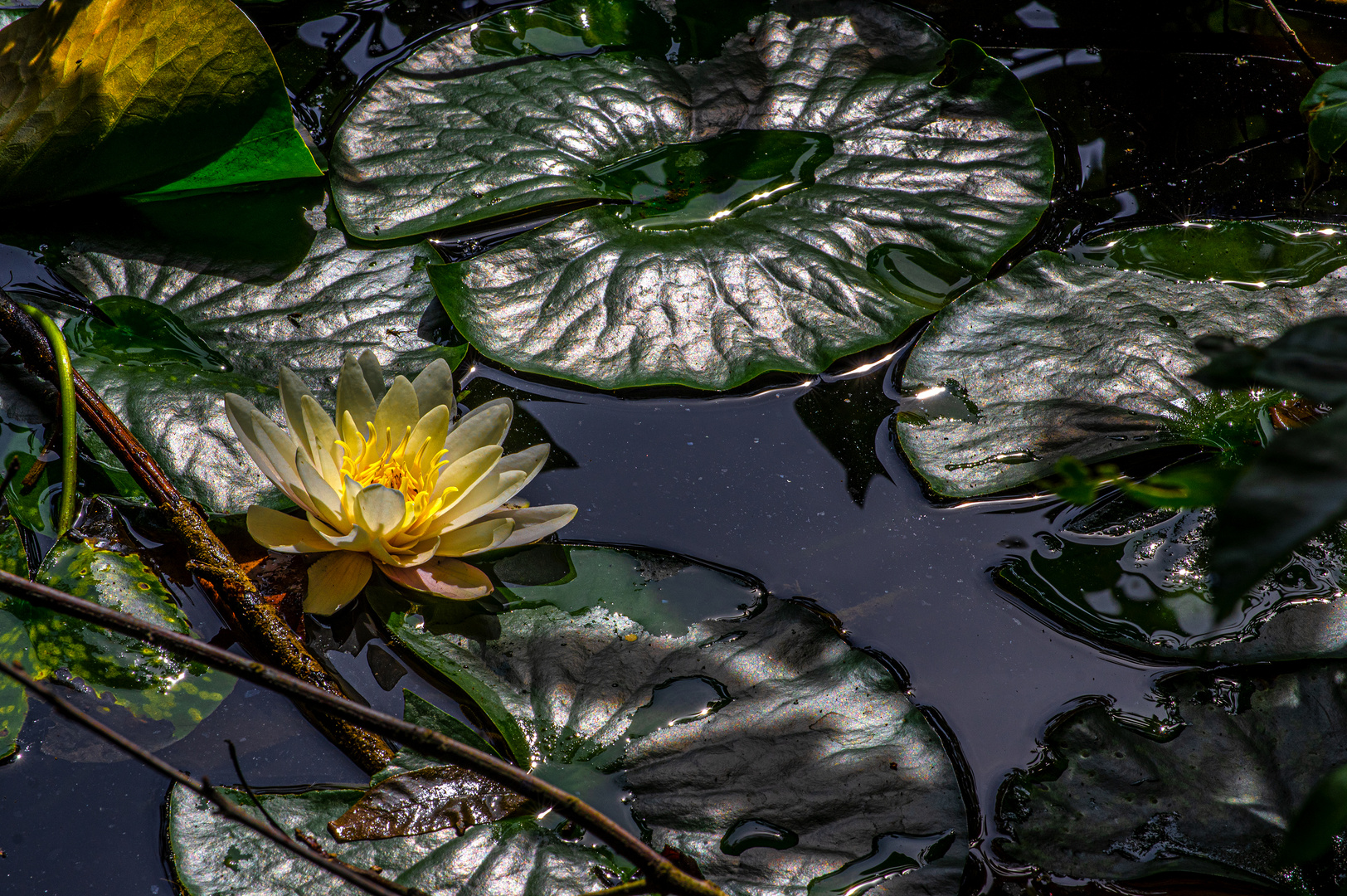 Seerose in Hohenheim 