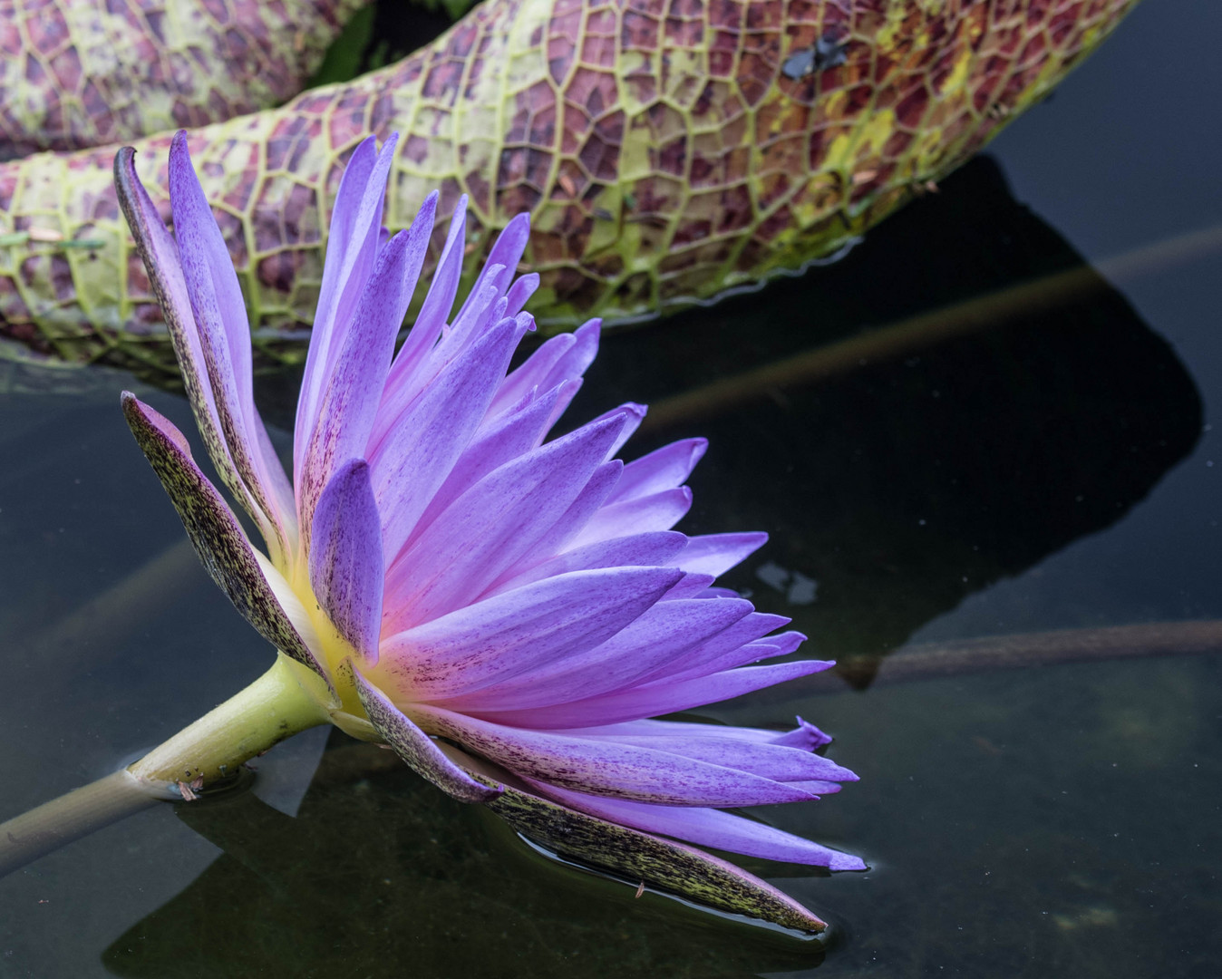 Seerose in leuchtendem Blau