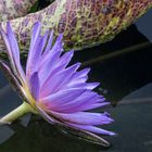 Seerose in leuchtendem Blau